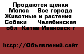 Продаются щенки Мопса. - Все города Животные и растения » Собаки   . Челябинская обл.,Катав-Ивановск г.